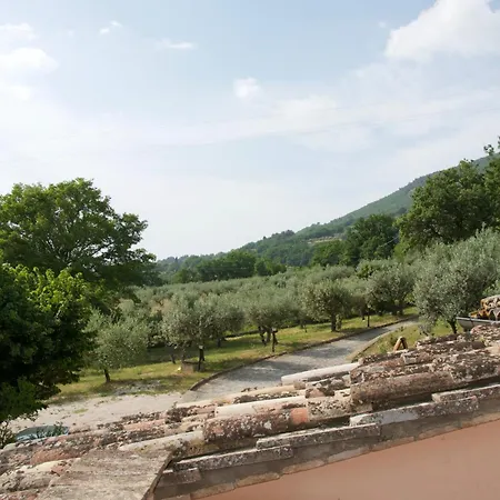 L'olivo Al Borghettaccio *