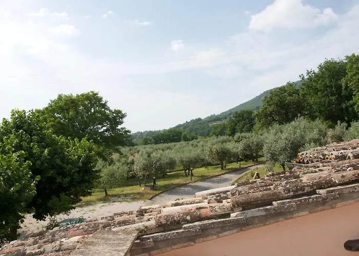 L'olivo Al Borghettaccio *