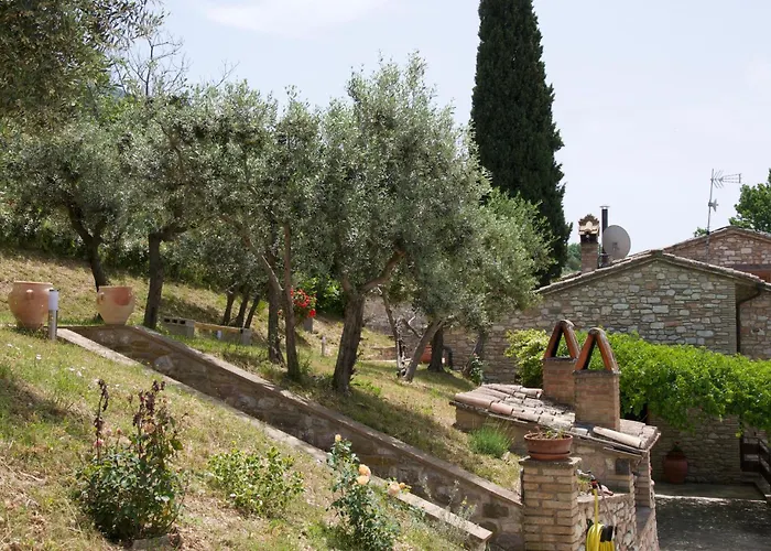 L'olivo Al Borghettaccio *
